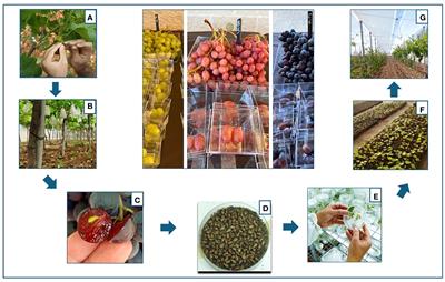 Breeding new seedless table grapevines for a more sustainable viticulture in Mediterranean climate